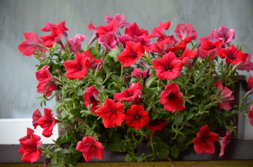 10 φυτά ανθεκτικά στη ζέστη για υπέροχα καλοκαιρινά μπαλκόνια