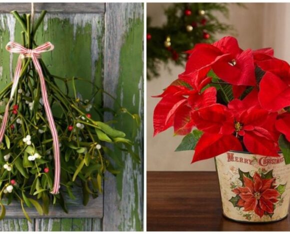 5 Χριστουγεννιάτικα φυτά για να διακοσμήσετε το σπίτι σας στις γιορτές