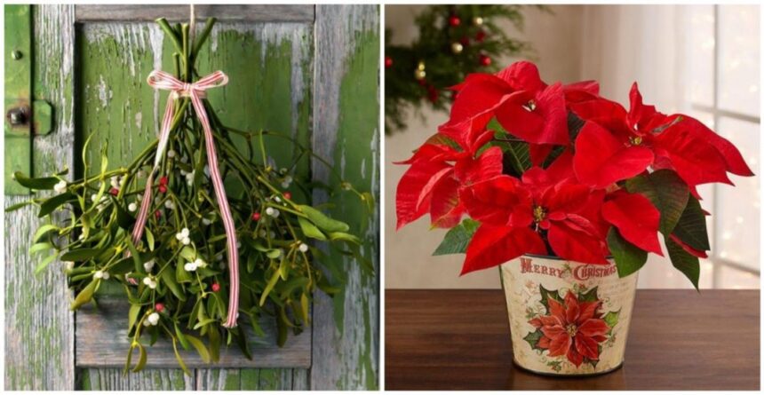 5 Χριστουγεννιάτικα φυτά για να διακοσμήσετε το σπίτι σας στις γιορτές