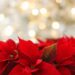 5 όμορφα Χριστουγεννιάτικα φυτά για γιορτινή διακόσμηση στο σπίτι