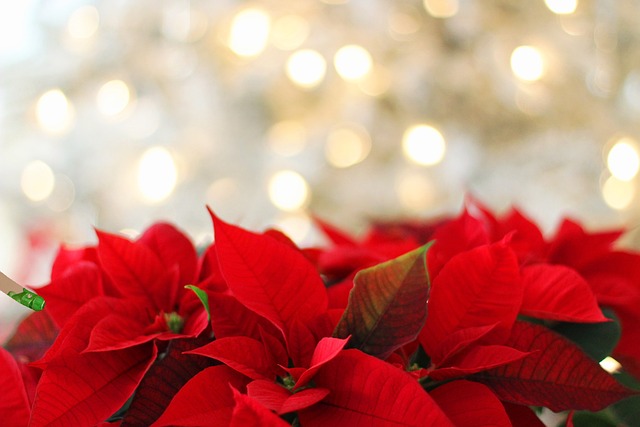 5 όμορφα Χριστουγεννιάτικα φυτά για γιορτινή διακόσμηση στο σπίτι